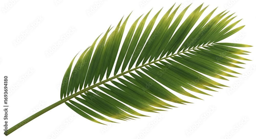 Fototapeta premium A single green palm frond with multiple leaflets extends diagonally against a bright white background showing varied green and yellowish tones