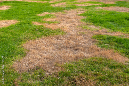 Close View of Green Healthy Grass and Dead Dry Patches