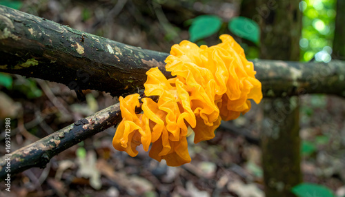 Vibrant jelly fungus tremella aurantia on a tree branch in natural woodland