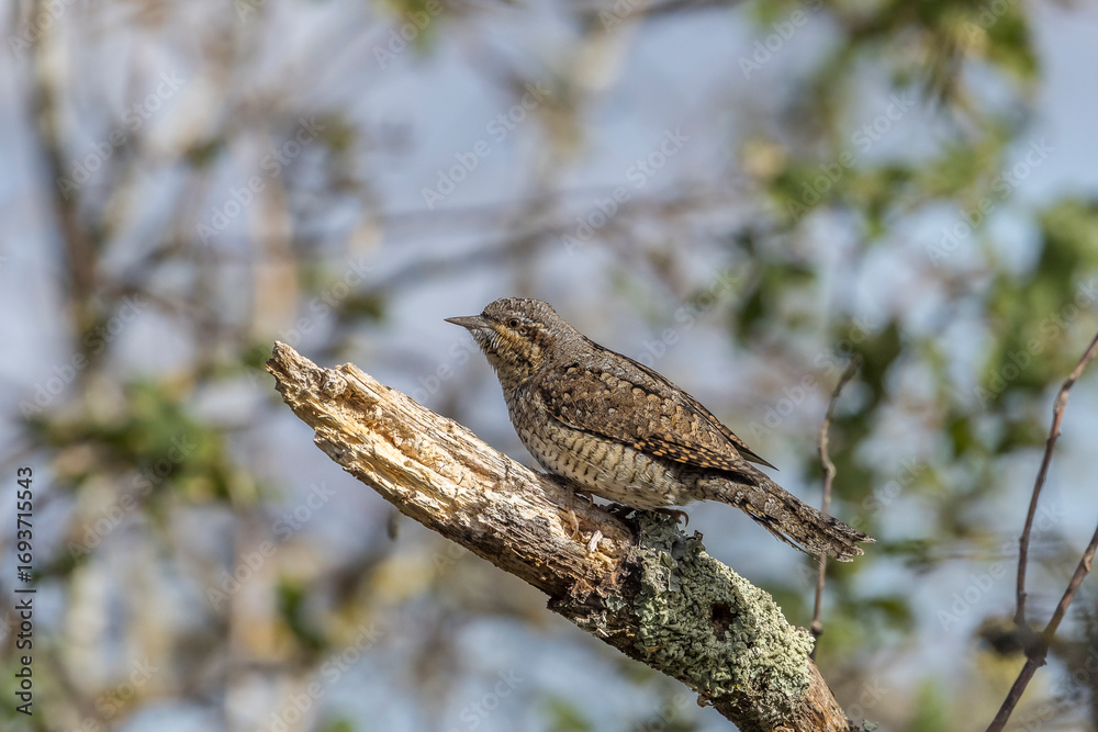 Fototapeta premium Wryneck perched on a dead wood branch