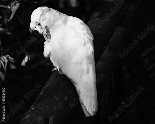 White macaw sitting on a branch