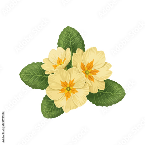 Small yellow primrose flowers illustration botanical vector
