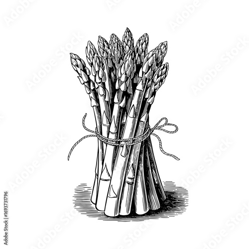 Asparagus Bunch Illustration Vintage Engraving Style