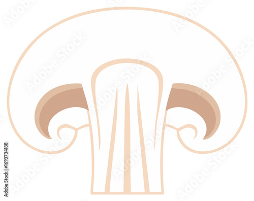 Close-up illustration of a mushroom cap cross-section showing gills and stem structure