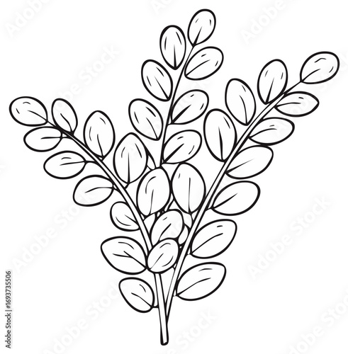 Outline drawing of a leafy branch with multiple oval-shaped leaves