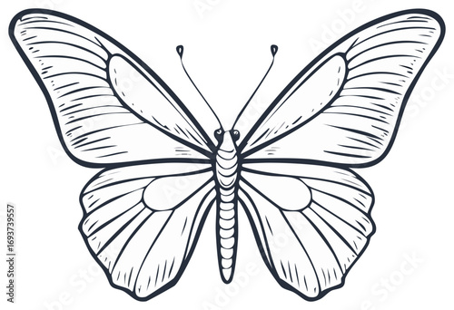 Detailed black and white butterfly illustration elegant vintage insect art sketch