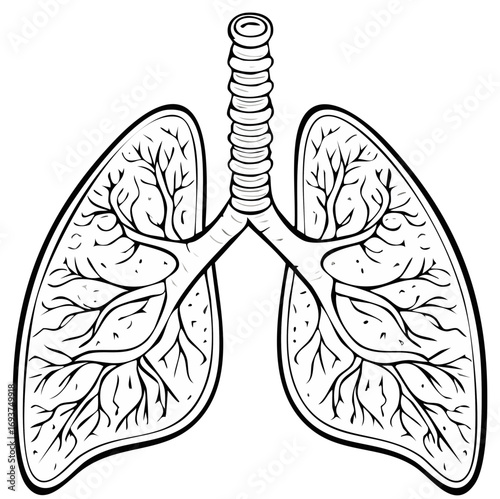 Human Lungs Anatomy with Trachea Detailed Illustration Black and White Respiratory System