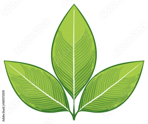 Three stylized green leaves illustration with visible veins for nature-themed design projects