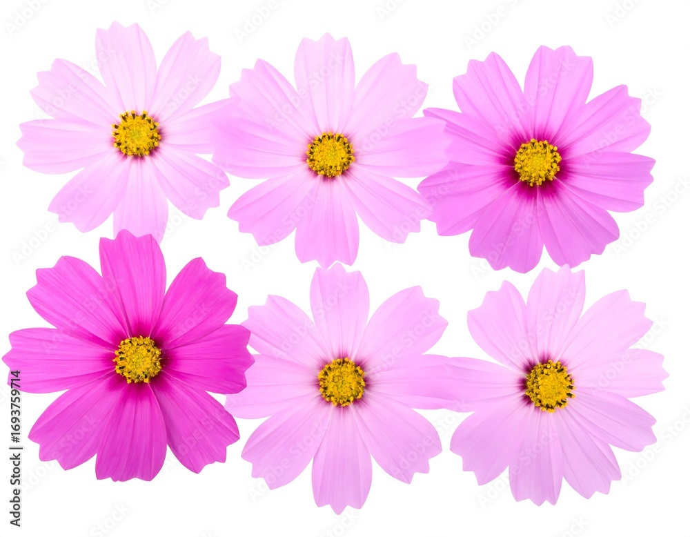 Fototapeta premium Six cosmos flowers in various shades of pink