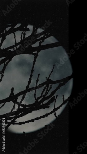 moon and tree