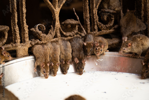 Photography Rats drinking milk from a metal bowl at Karni Mata Temple