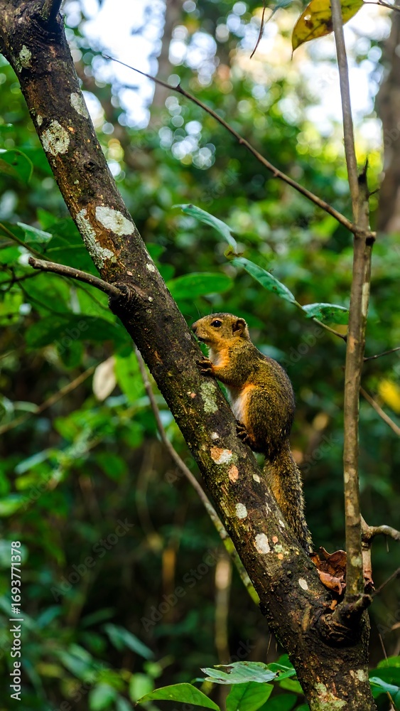 Obraz premium Squirrel on tree branch in forest