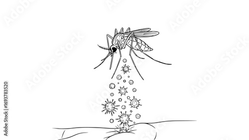 Mosquito transmitting virus to human skin