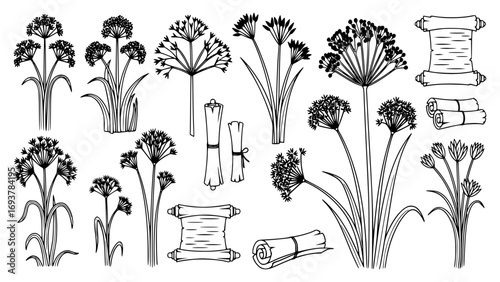 Papyrus plants and scrolls