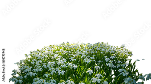  Delicate snowdrop flowers in full bloom amidst lush green foliage signaling the arrival isolated on a transparent background.