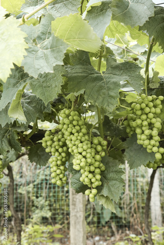 Photography Green Grapes Growing on Vine in Guizhou Vineyard China - Quality Fruit Cultivati