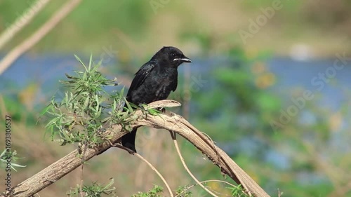Black Drongo Resting on a tree branch