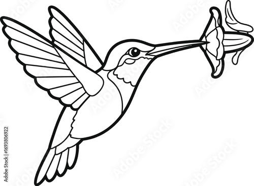 Vector art of hummingbird flying to a flower, a beautiful bird with long beak and wings, vector line art drawing