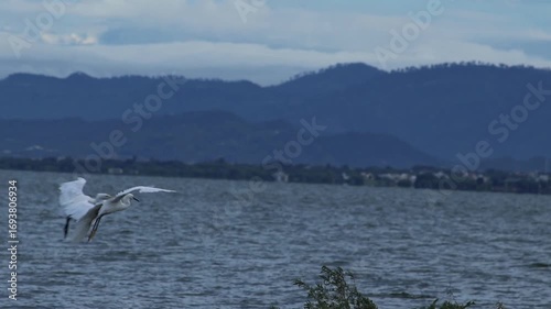 Cattle egret flying over the river and sits on branch