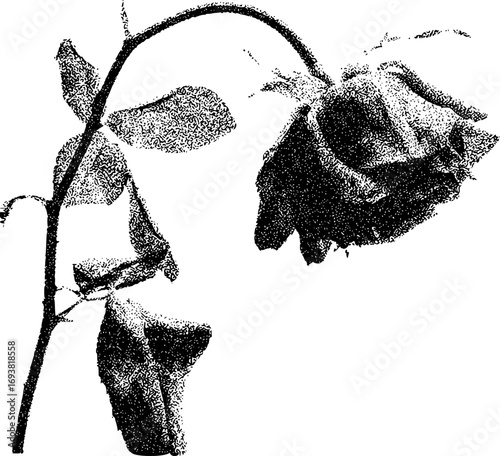 Black and White Stippled Rose with Wilting Petals and Leaves