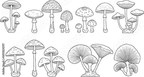 Set of Hand Drawn Wild Mushrooms and Toadstools Isolated Sketch Style Vector Illustration for Botanical, Nature, Forest, and Food Designs