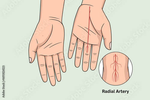 Radial artery anatomy human hand medical illustration health
