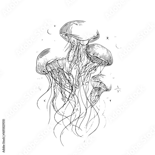 Jellyfish drawing sketch ocean sea life marine biology aquatic animal illustration art black and white design