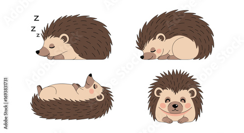 Charming collection of adorable hedgehog illustrations showing them sleeping rolling and looking cute