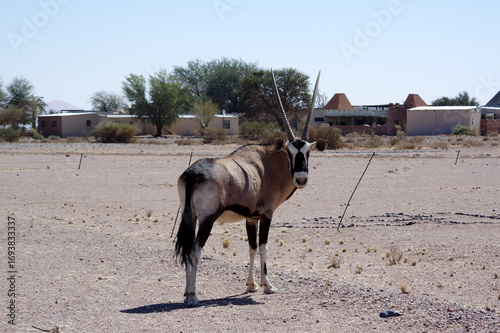 Obraz na plátně oryx en namibie