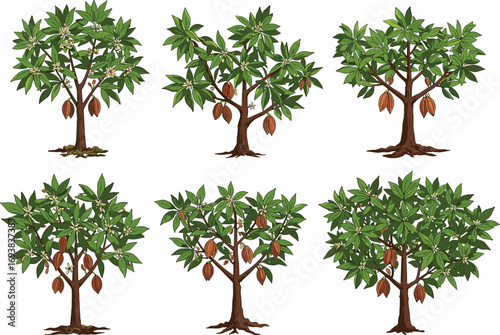 Cacao Trees with Pods in Plantation Layout, Botanical Farming Vector for Chocolate Production, Cocoa Agriculture, and Tropical Fruit Cultivation Illustration