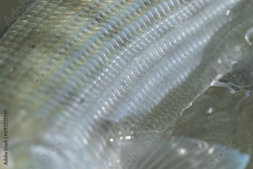 The mirror like scales of the Bonefish