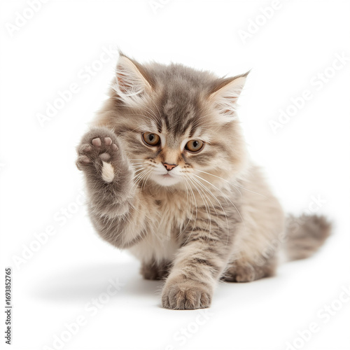 Adorable cat with fluffy fur and bright curious eyes playing with its foot on a pristine white background
