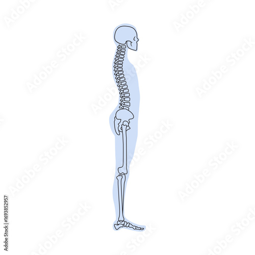 Human skeleton side view anatomy illustration medical educational