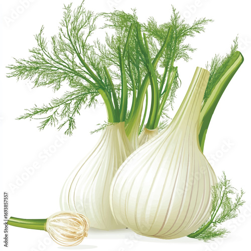 Closeup of Fennel Bulbs and Fronds.
