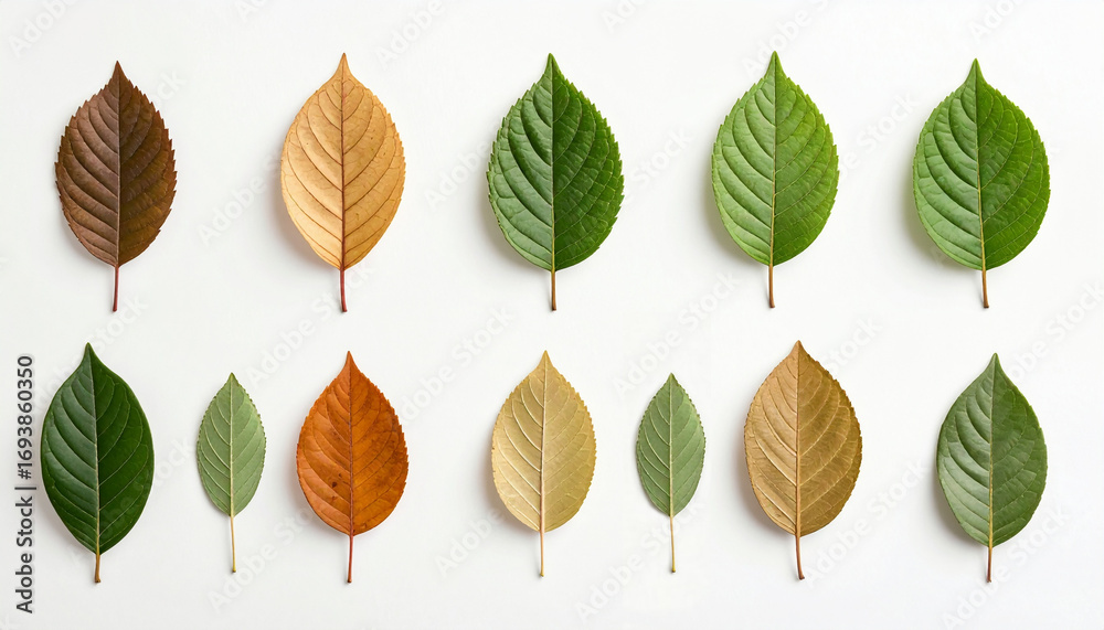 Obraz premium Design material, background material of aligned leaves with plenty of white space