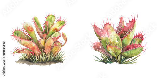 venus flytrap watercolor vector illustration