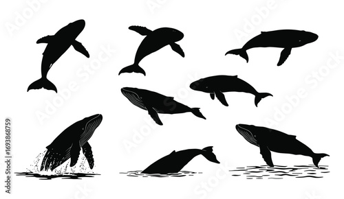 Black whale silhouettes swimming and breaching, ocean marine mammals, aquatic wildlife vector art illustration