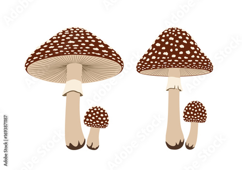 Two large spotted toadstools and two smaller ones in a delightful natural arrangement