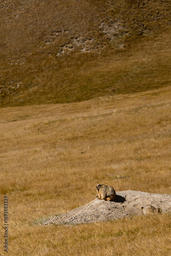 Three marmots on a stone