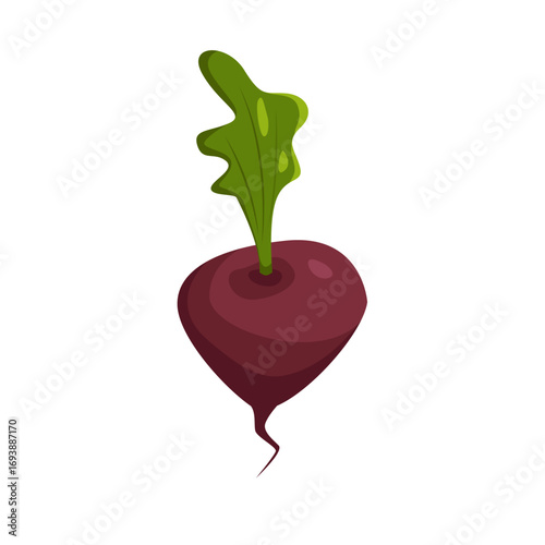 Beet, beetroot vegetable isolated on white. Vector flat illustration.