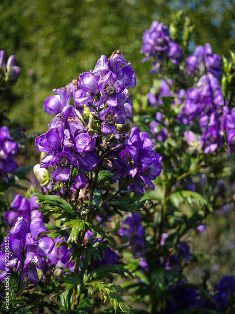 Obraz premium Cluster of violet monkshood (Aconitum variegatum) flowers blooming in a sunny mountain meadow at Nagymező. Keywords: aconite, monkshood, poisonous plant, mountain flora, Bükk.