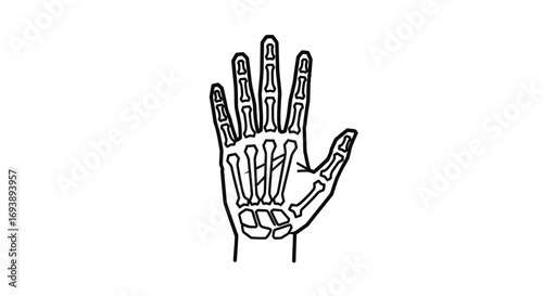 Hand bones illustration, skeletal structure of a human hand.
