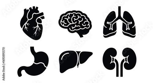 Set of six black silhouette icons depicting major human internal organs: heart, brain, lungs, stomach, liver, and kidneys.