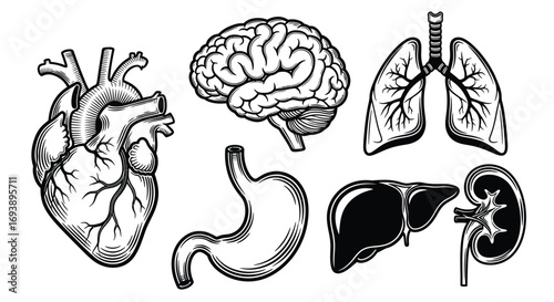Anatomy illustration featuring heart, brain, lungs, stomach, liver, and kidney, in black and white.