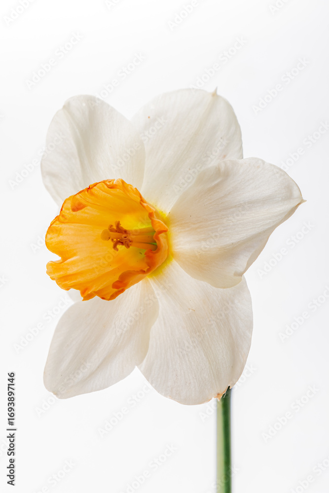 Fototapeta premium A daffodil shows off its vibrant white petals and bright orange center, radiating joy