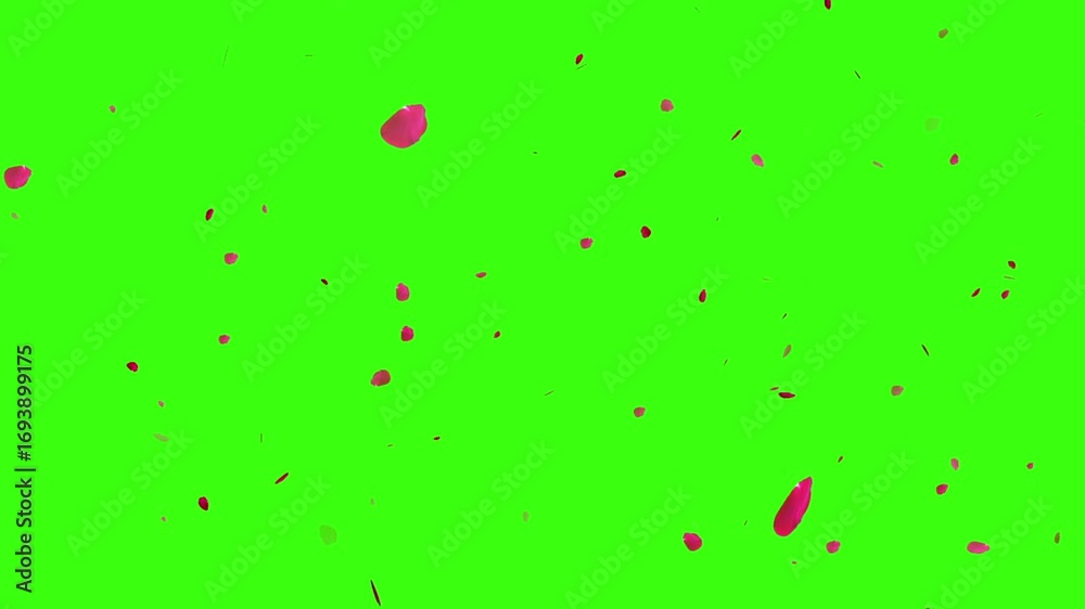 Realistic red rose petals falling animation on green screen, romantic ...