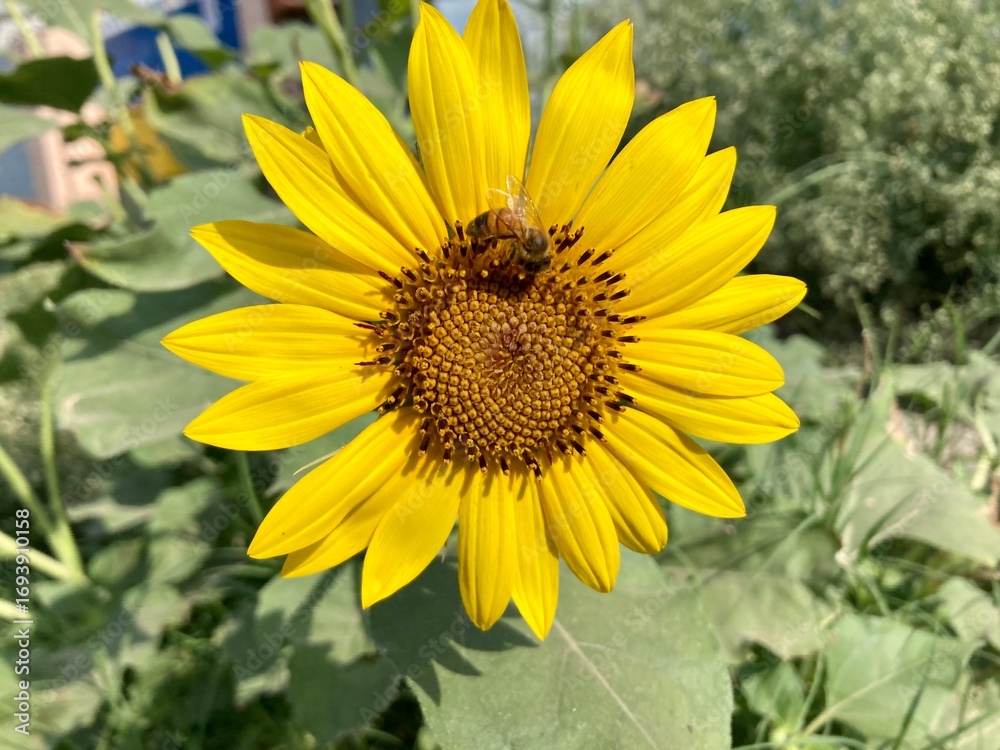 Naklejka premium sunflower and bee, A busy bee collects pollen from a bright yellow sunflower blooming in a sunny summer garden