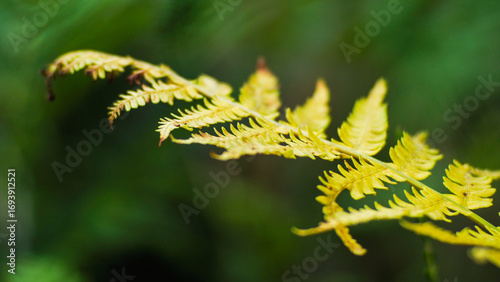 Fougères et bruyères sauvages