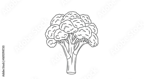 Detailed illustration of a healthy fresh green broccoli crown with thick stem and florets isolated on white background a raw vegetable for cooking healthy meals and nutritious eating