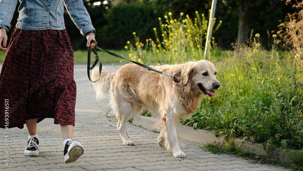 custom made wallpaper toronto digitalFemale Dog Owner Walks Adorable Golden Retriever At Sunset On A Street During Daily Routine